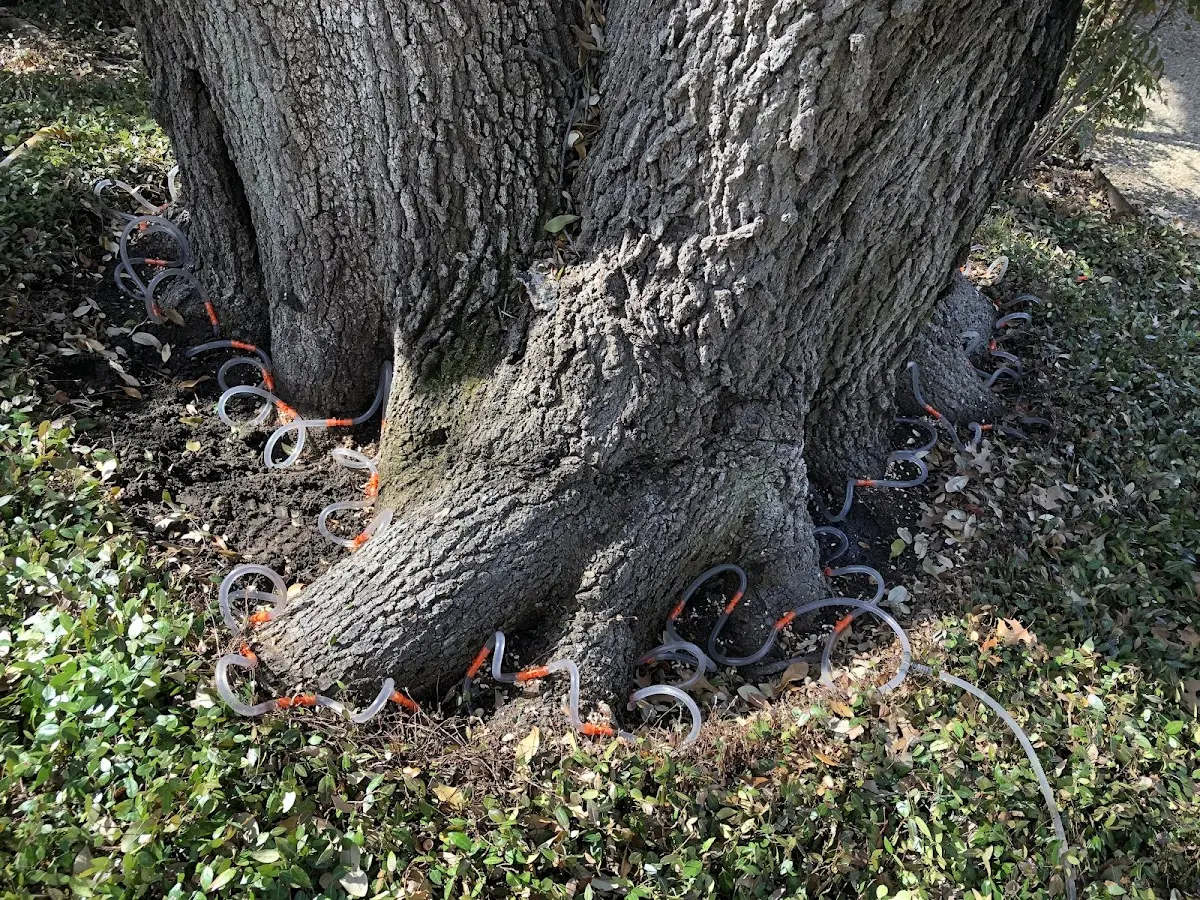 Detailed Tree Cabling and Bracing job site in Olympia