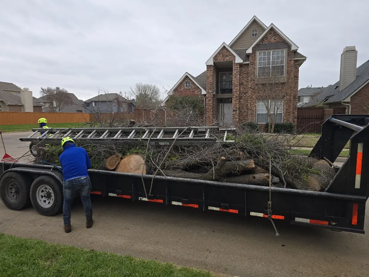Expert Tree Removal with proper safety equipment in Olympia